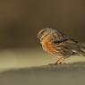 Sordone - Alpine accentor (Prunella collaris)