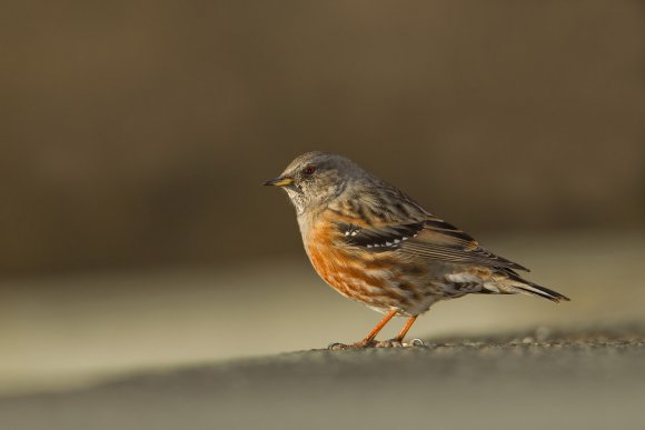 Sordone - Alpine accentor (Prunella collaris)