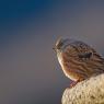 Sordone - Alpine accentor (Prunella collaris)