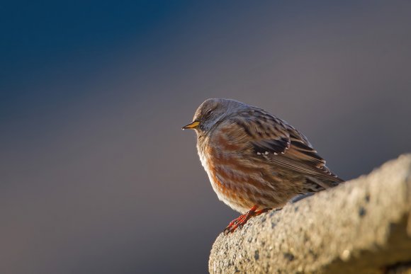 Sordone - Alpine accentor (Prunella collaris)