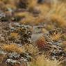 Sordone - Alpine accentor (Prunella collaris)