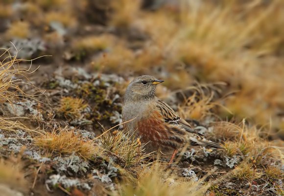 Sordone - Alpine accentor (Prunella collaris)