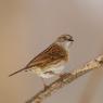 Passera scopaiola - Dunnock (Prunella modularis)