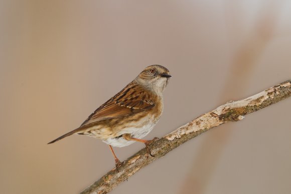 Passera scopaiola - Dunnock (Prunella modularis)