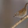 Passera scopaiola - Dunnock (Prunella modularis)