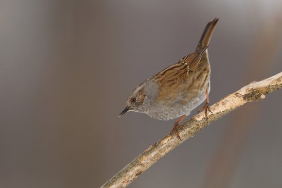 Passera scopaiola - Dunnock (Prunella modularis)