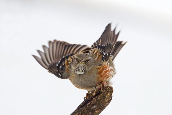 Sordone - Alpine accentor (Prunella collaris)