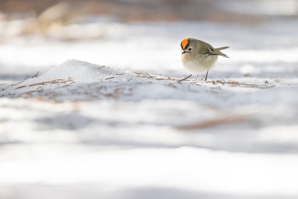 Regolo - Goldcrest