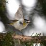 Fiorrancino - Common firecrest (Regulus ignicapilla)