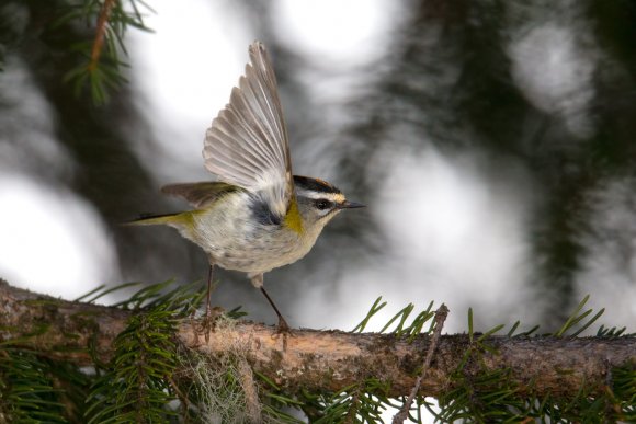 Fiorrancino - Common firecrest (Regulus ignicapilla)