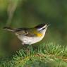 Fiorrancino - Common firecrest (Regulus ignicapilla)