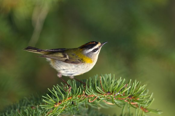 Fiorrancino - Common firecrest (Regulus ignicapilla)