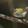 Regolo - Goldcrest (Regulus regulus)