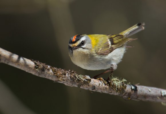 Regolo - Goldcrest (Regulus regulus)