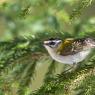 Fiorrancino - Common firecrest (Regulus ignicapilla)