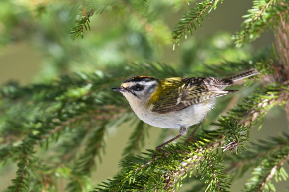 Fiorrancino - Common firecrest (Regulus ignicapilla)