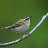 Fiorrancino - Common firecrest (Regulus ignicapilla)