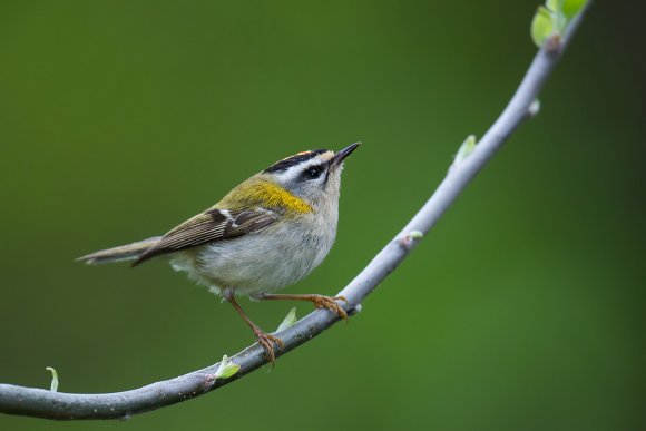 Fiorrancino - Common firecrest (Regulus ignicapilla)