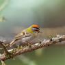 Fiorrancino - Common firecrest (Regulus ignicapilla)