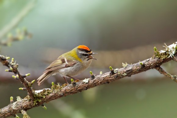 Fiorrancino - Common firecrest (Regulus ignicapilla)