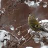 Regolo - Goldcrest (Regulus regulus)