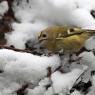 Regolo - Goldcrest (Regulus regulus)