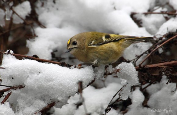 Regolo - Goldcrest (Regulus regulus)