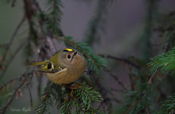 Regolo - Goldcrest (Regulus regulus)