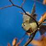 Regolo - Goldcrest (Regulus regulus)