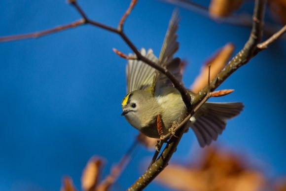 Regolo - Goldcrest (Regulus regulus)