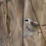 Pendolino - European penduline tit (Remiz pendulinus)