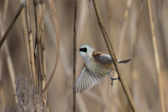 Pendolino - European penduline tit (Remiz pendulinus)