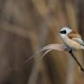 Pendolino - European penduline tit (Remiz pendulinus)