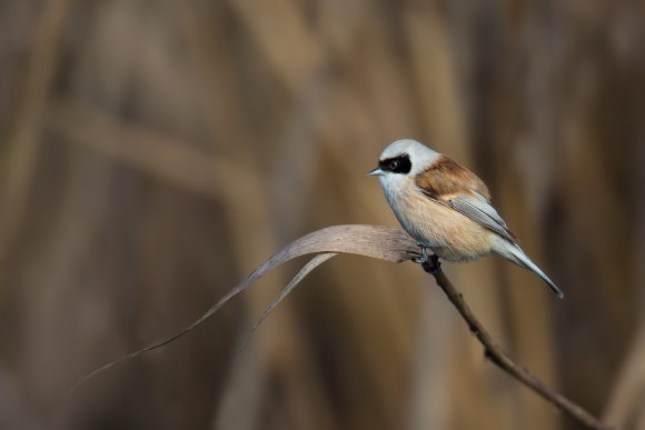 Pendolino - European penduline tit (Remiz pendulinus)