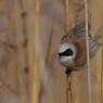 Pendolino - European penduline tit (Remiz pendulinus)