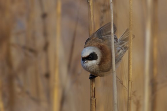 Pendolino - European penduline tit (Remiz pendulinus)