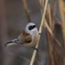 Pendolino - European penduline tit (Remiz pendulinus)