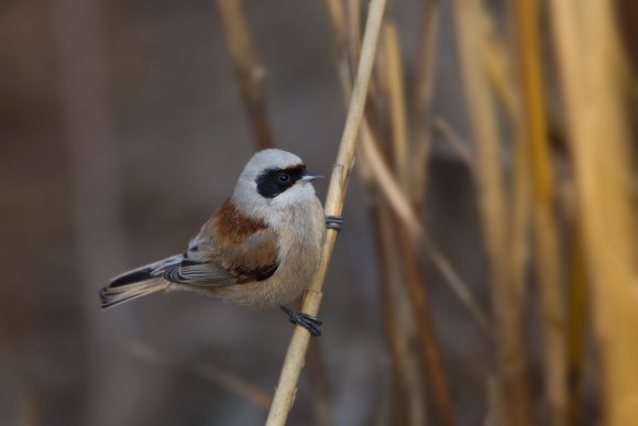 Pendolino - European penduline tit (Remiz pendulinus)