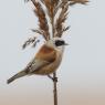 Pendolino - European penduline tit (Remiz pendulinus)