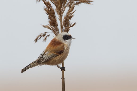 Pendolino - European penduline tit (Remiz pendulinus)