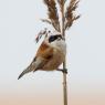 Pendolino - European penduline tit (Remiz pendulinus)