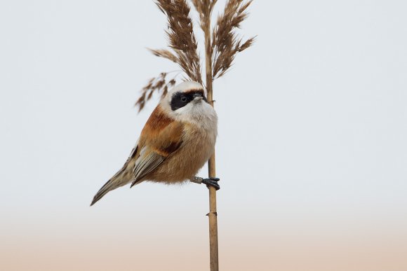 Pendolino - European penduline tit (Remiz pendulinus)