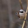 Pendolino - European penduline tit (Remiz pendulinus)