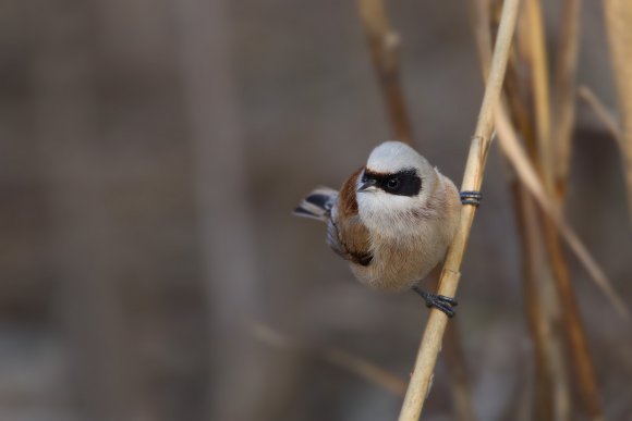 Pendolino - European penduline tit (Remiz pendulinus)