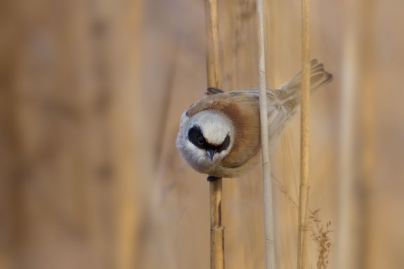 Pendolino - European penduline tit (Remiz pendulinus)