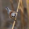 Pendolino - European penduline tit (Remiz pendulinus)