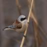 Pendolino - European penduline tit (Remiz pendulinus)