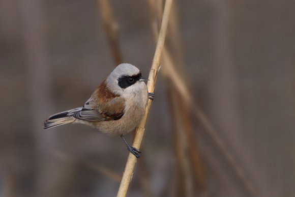 Pendolino - European penduline tit (Remiz pendulinus)