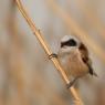 Pendolino - European penduline tit (Remiz pendulinus)