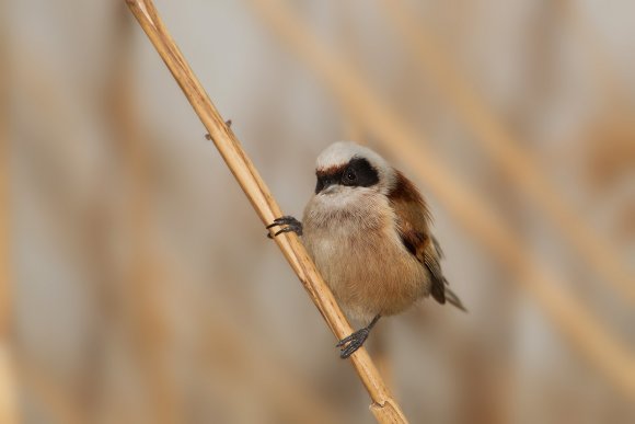 Pendolino - European penduline tit (Remiz pendulinus)